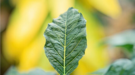 Obraz premium A close up of a green leaf on a plant