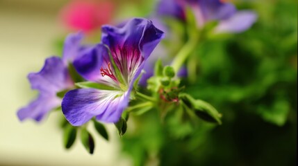 A close up of a purple flower with green leaves