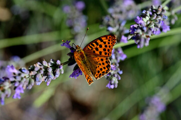 Queen of Spain Fritillary butterfly in closeup view on purple lavender. Issoria lathonia. early summer scene of lush green lavender field. macro photo. wildlife, nature and outdoors concept.