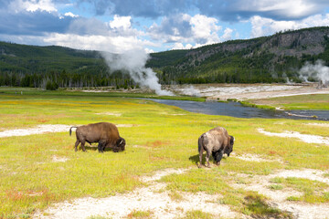 Two American Bisons (Bison bison) eating grass in Yellowstone National Park, Wyoming, USA....
