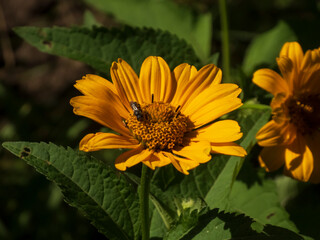 Small bee pollinating a bright yellow daisy-like flower in sunlight