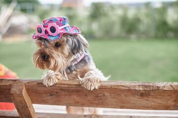 Yorkshire Terrier dog on hand in pink hat and glasses against the background of a green warm summer...