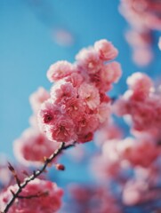 A bunch of pink flowers on a tree branch against a blue sky