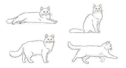 Turkish Angora cat in different poses on white background - Concept of cats in different poses  
