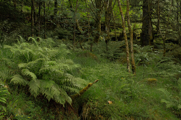 lush green forest in Bergen Norway with ferns and moss, 노르웨이 베르겐의 푸르고...