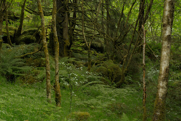 lush green forest in Bergen Norway with ferns and moss, 노르웨이 베르겐의 푸르고...