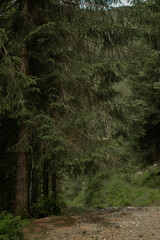 Vidden trail in Bergen Norway rocky grass landscape, 노르웨이 베르겐 비든 트레일 바위와 초원 풍경