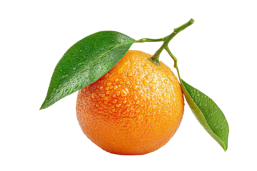 PNG Fresh orange with dewy leaves on black background