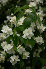 Blooming branch of  jasmine in summer in garden in July