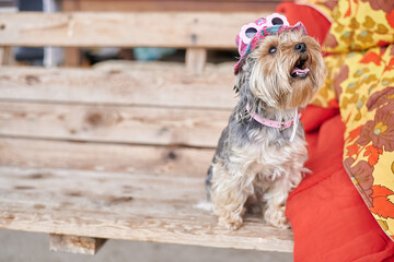 Yorkshire Terrier dog on hand in pink hat and glasses against the background of a green warm summer...