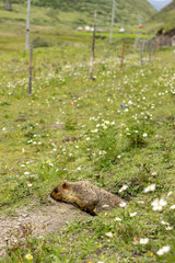 marmot in the grass