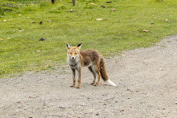 fox in the grass