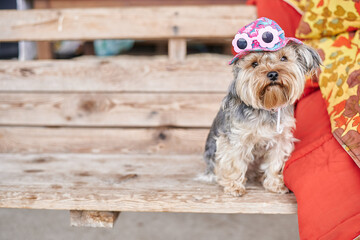 Yorkshire Terrier dog on hand in pink hat and glasses against the background of a green warm summer...