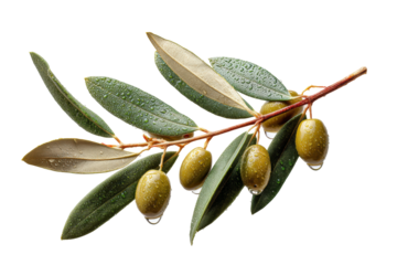 PNG Fresh green olives with dew on olive branch with leaves on black background
