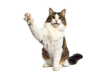 Obraz premium Adorable fluffy cat with striking green eyes and a playful expression raises its paw to greet you.