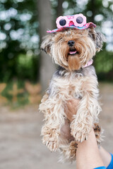 Yorkshire Terrier dog on hand in pink hat and glasses against the background of a green warm summer...