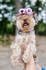 Yorkshire Terrier dog on hand in pink hat and glasses against the background of a green warm summer forest