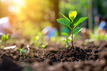 tree sprout planted in the ground on a blurred background of people planting tree sprouts with sunlight 