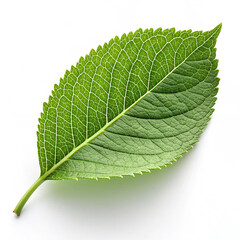 Obraz premium green leaf isolated on white