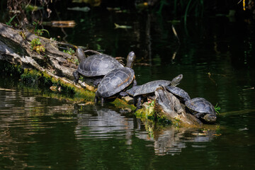 European pond turtles in wildlife. European pond turtles resting on a log above the water, basking in sunlight in their natural habitat on a sunny spring day.	