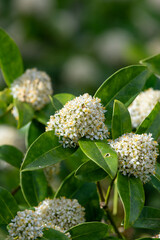 Japanese skimmia (skimmia japonica) flowers in bloom