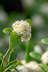 Fototapeta premium Japanese skimmia (skimmia japonica) flowers in bloom
