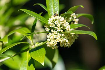 Kew green skimmia confusa flowers in bloom