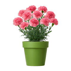 Vibrant Pink Dianthus Flowers in Green Pot Against White Background
