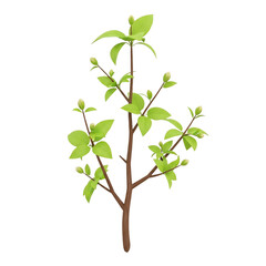 Fototapeta premium Young Branch with Fresh Green Leaves