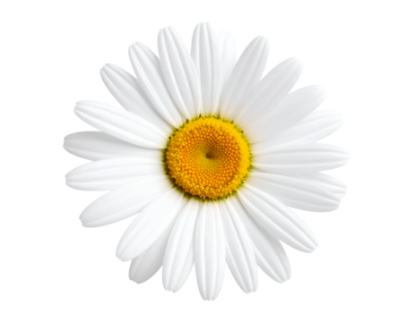 Fresh white daisy flower with a golden yellow heart radiates natural beauty.