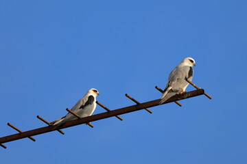 black-shouldered kite