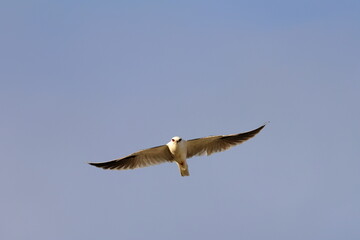 black-shouldered kite