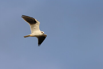 black-shouldered kite