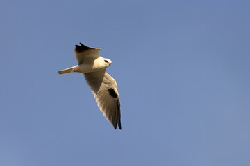 black-shouldered kite