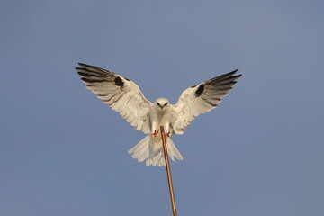 black-shouldered kite