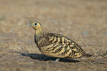 Chestnut-bellied sandgrouse 