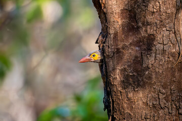 Brown-headed barbet coming from nest 