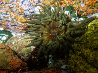 anemone