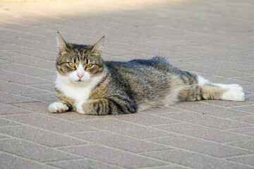 A grey cat with a white chest lies in the shade and rests from the heat.