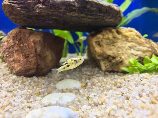 Small Pea Puffer Fish Swimming in Freshwater Aquarium