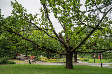 Large green tree with wide branches in landscaped park with walking paths and flowers perfect for nature, landscape, outdoor recreation, stock photography and environmental design concepts