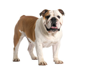 An adorable brown and white bulldog stands proudly, its expressive face and sturdy build captivating the viewer.