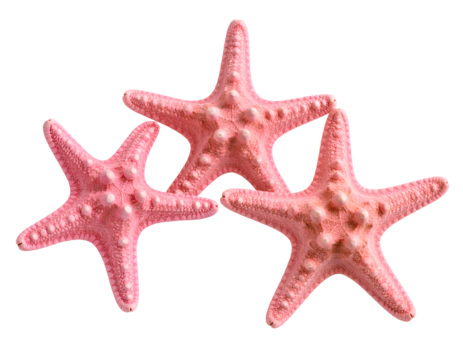 A trio of beautiful pink starfish showcases the intricate details of their fascinating ocean lives.