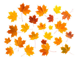 Vibrant orange and yellow maple leaves create a striking and colorful pattern of autumn.