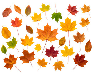An assortment of colorful autumn leaves showcasing the vibrant and diverse beauty of the fall season.