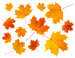 A captivating array of colorful maple leaves displays the warm and inviting beauty of the autumn season.