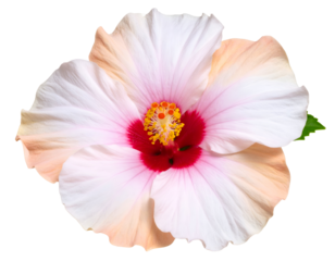 Exotic hibiscus flower displays its stunning blend of soft hues and a vivid heart.