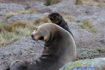 australian fur seal