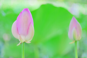 Obraz premium 蓮の蕾、静かに開花を待つ