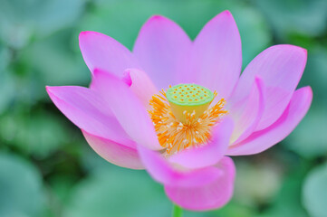 夏の朝に咲くピンクの蓮